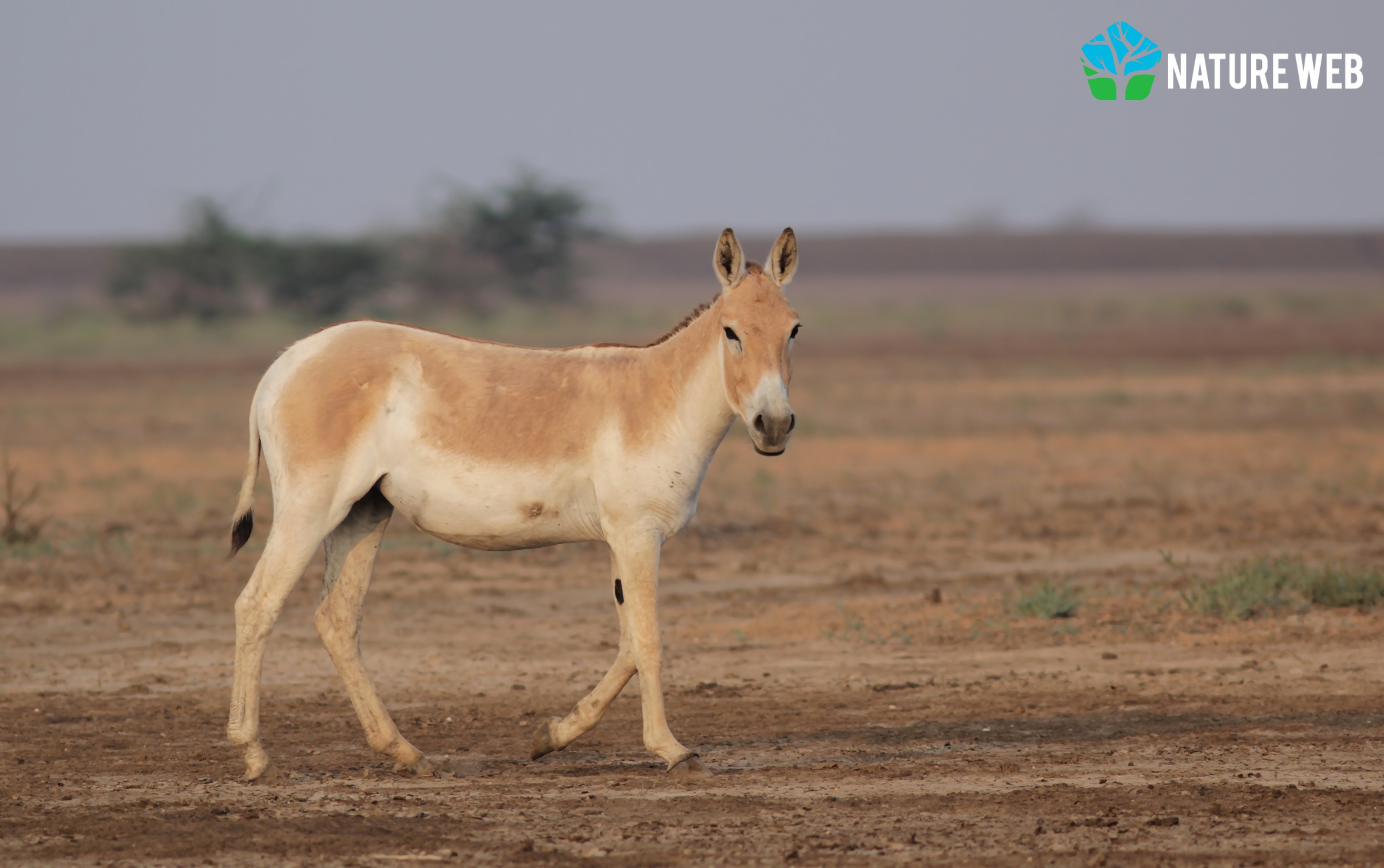 Hindi Mammal Names